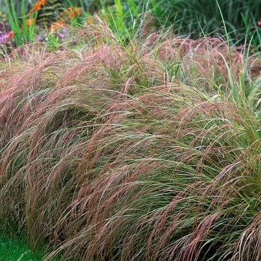 pheasant-tails-111-458x458 (1)